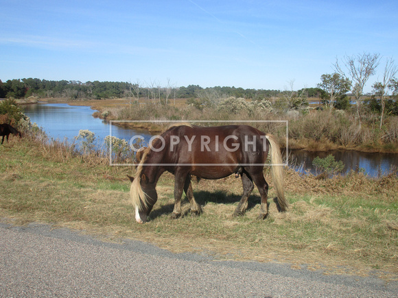 Chincoteague King