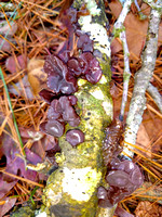 brown jelly fungus