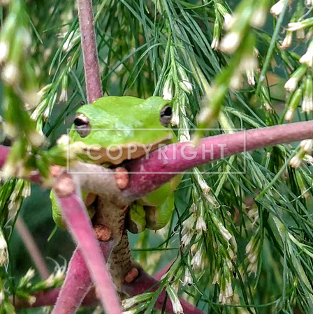 Green tree frog on poke