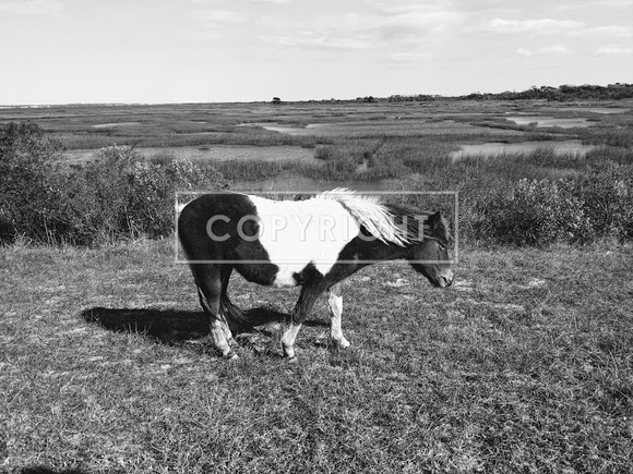 Black and White marsh with pony