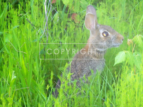 Bunny Pop up