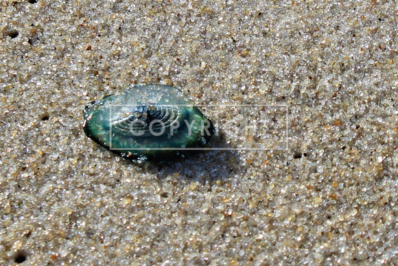 By the wind sailors or Velella velella