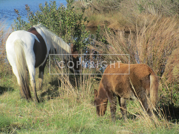 Chincoteague horses