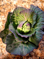 cabbage