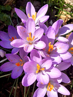 crocus