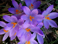 crocus