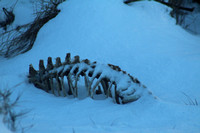 Bones in snow