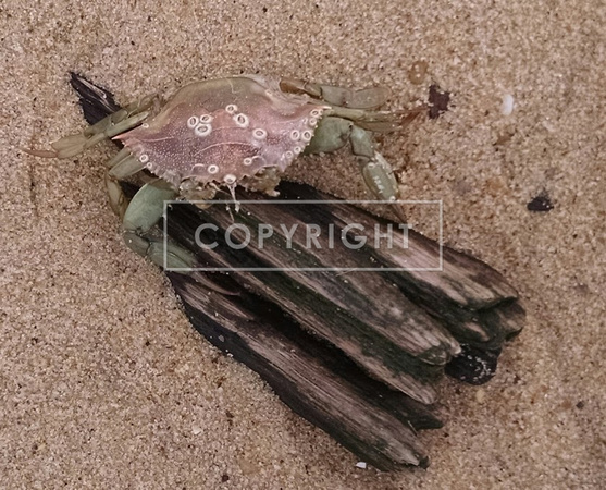 crab on driftwood