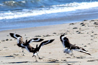 willets