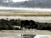 Ponies in the mist