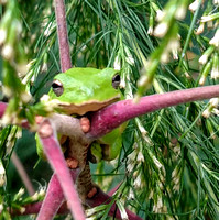 Green tree frog