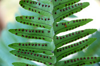 Fern Sporangia