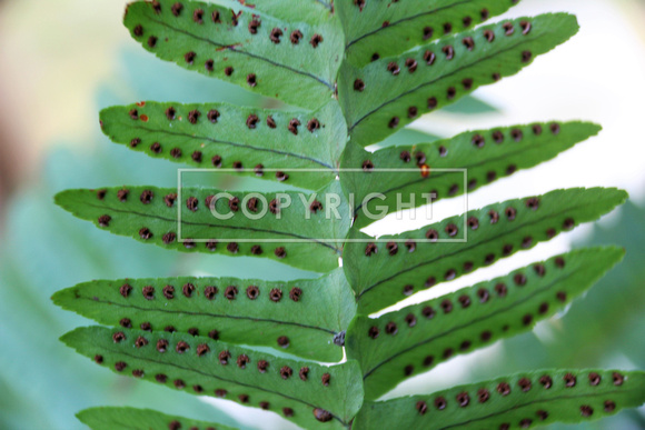 Fern Sporangia