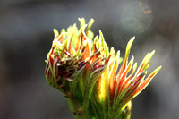 Devils walking stick new growth