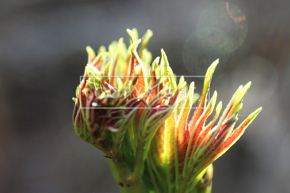 Devils walking stick new growth