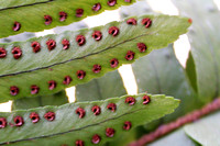 Fern Sporangia closeup