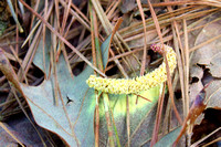 Pine pollen