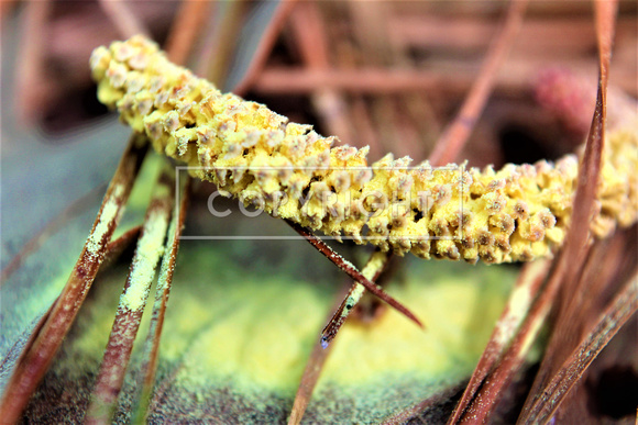 Pine Pollen Spray paint