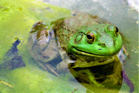 Female Bullfrog 2