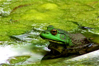 Female Bullfrog