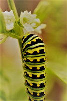 Black Swallowtail