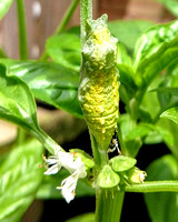 Black Swallowtail Chrysalis