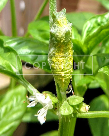 Black Swallowtail Chrysalis