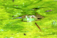 Bullfrog