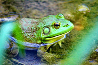 Bullfrog