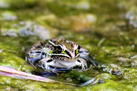 Baby Leopard frog