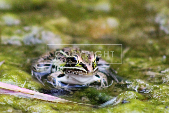 Baby Leopard frog