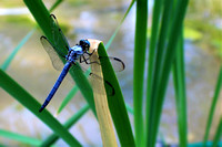 Blue Dasher