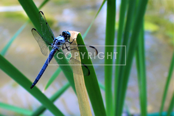 Blue Dasher