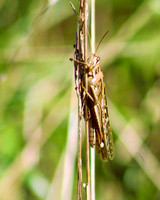 Bird Grasshopper