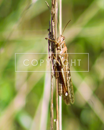 Bird Grasshopper