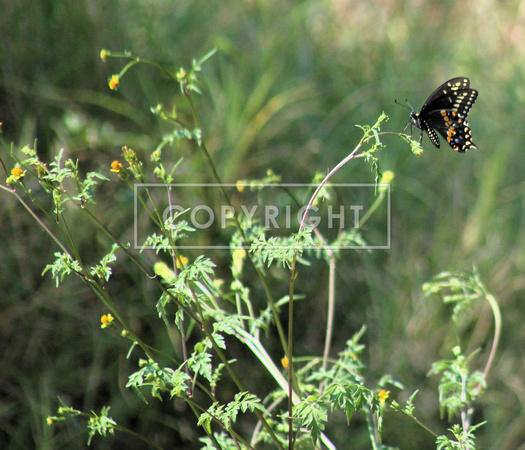 Black swallowtail on Devils Beggertick