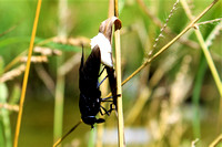 Black Horse Fly laying eggs