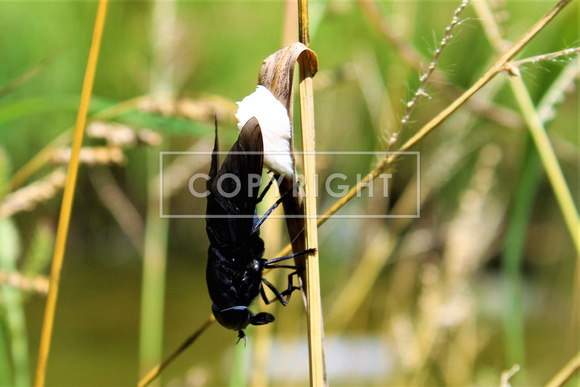 Black Horse Fly laying eggs