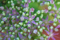 Sedum beginning to flower