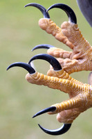 Bald Eagle talons