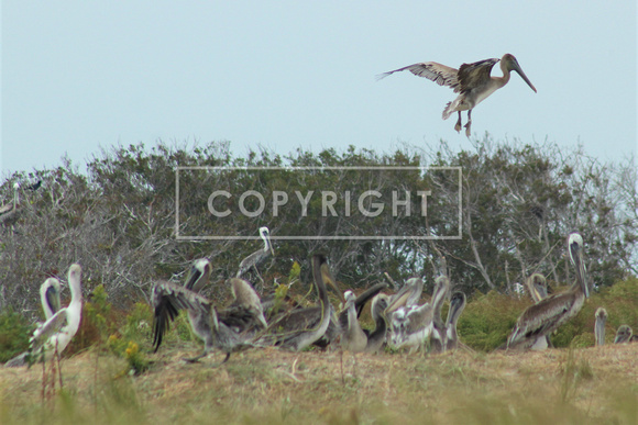 Brown Pelican Hatchery