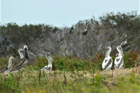 Baby Brown Pelicans