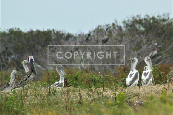 Baby Brown Pelicans