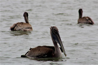 Brown Pelican Peace