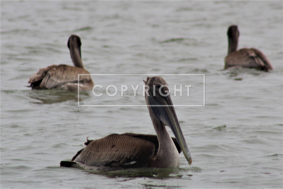 Brown Pelican Peace