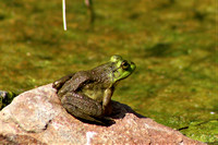 Bullfrog