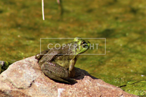 Bullfrog