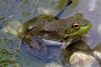 Bullfrog