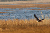 Bald Eagle over the Marsh