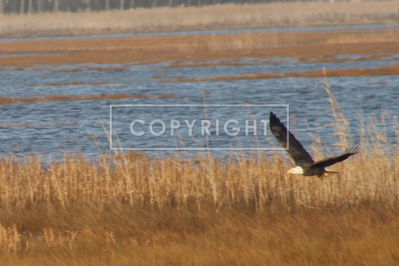 Bald Eagle over the Marsh